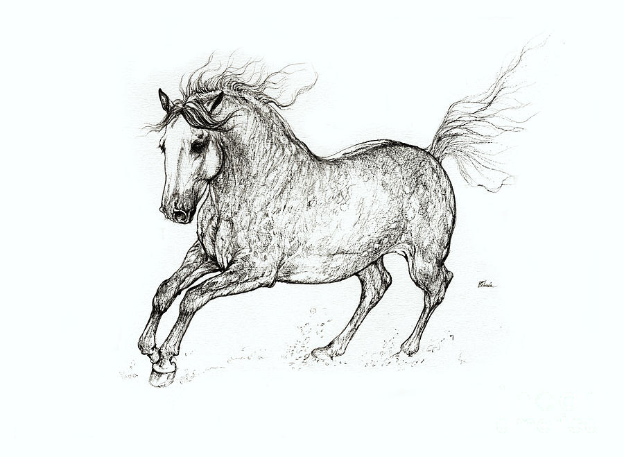 Andalusian Horse Drawing Drawing by Angel Ciesniarska