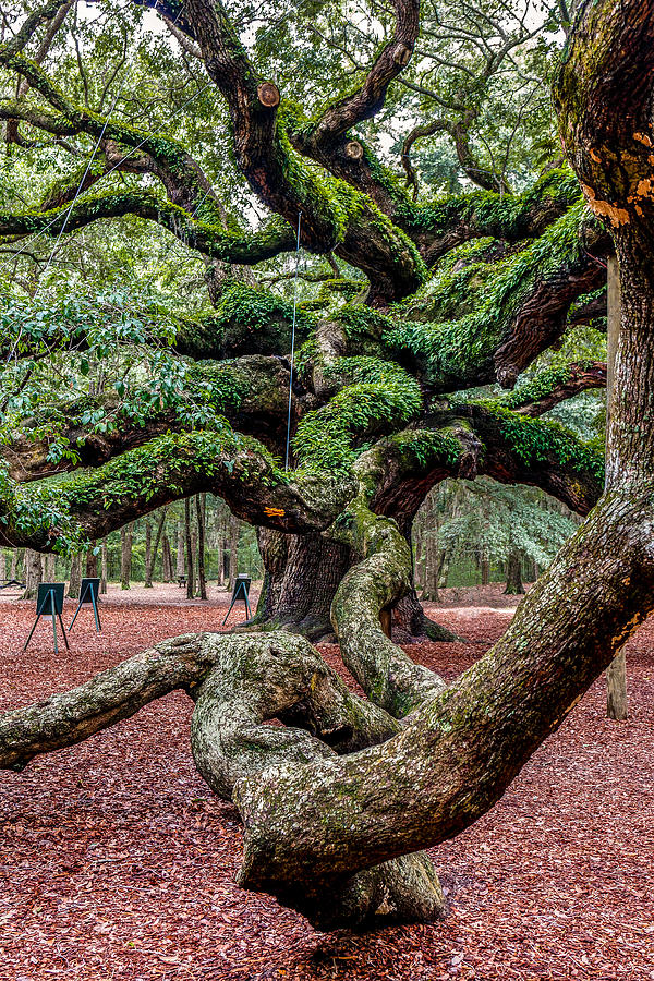 Angel Oak #1 Photograph by Doug Long