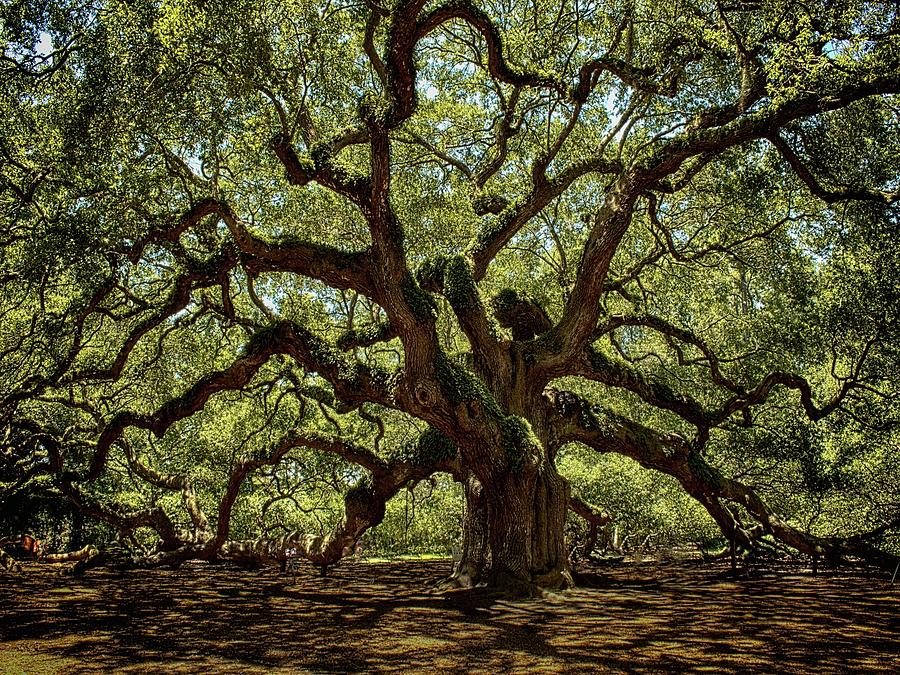 Angel Oak #1 Photograph by Kevin Senter
