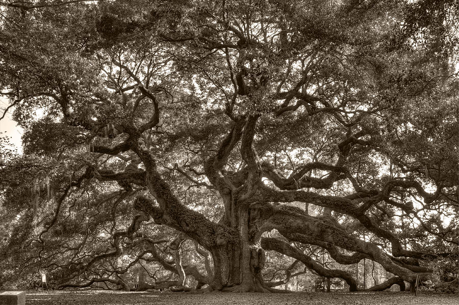 Tree Photograph - Angel Oak Live Oak Tree #1 by Dustin K Ryan