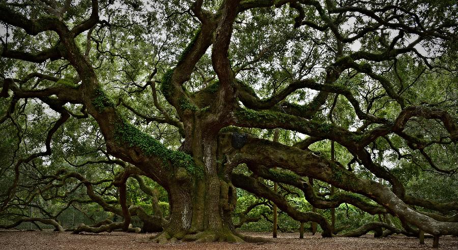 Angel Oak by Steven Liveoak Angel Oak by Steven Liveoak