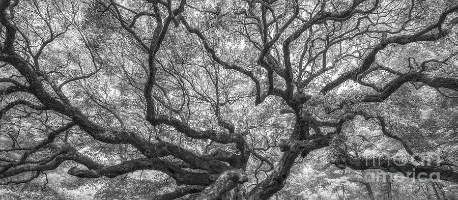 Angel Oak Tree Branches Panorama #1 Photograph by Michael Ver Sprill