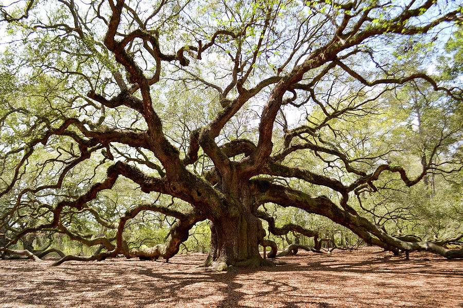 Angel Oak Tree Photograph By Kim Elliott - Pixels