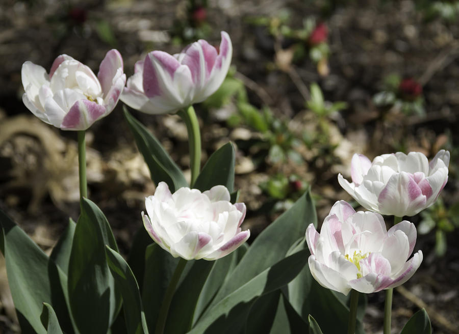 Angelique Peony Tulips Photograph by Teresa Mucha