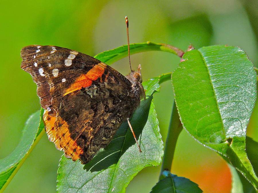 Angled Leafwing Butterfly Photograph by Lindy Pollard - Pixels