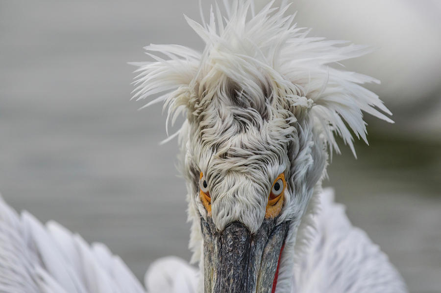 Angry bird #1 Photograph by Jivko Nakev