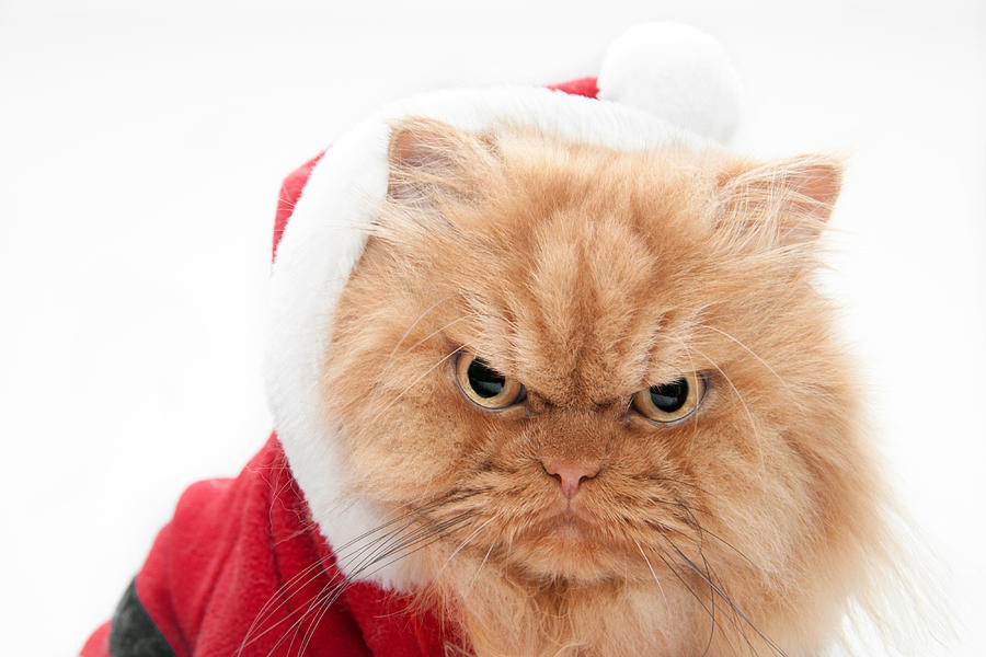 angry christmas cat