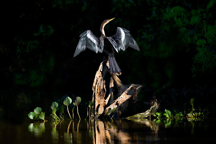 Anhinga Photograph - Anhinga Anhinga Anhinga, Pantanal #1 by Panoramic Images
