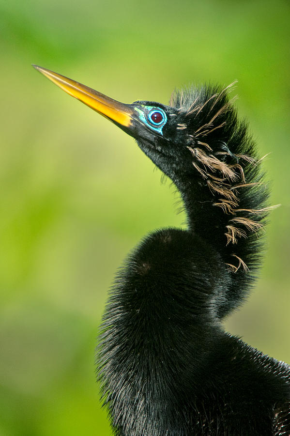 Anhinga Photograph - Anhinga Anhinga Anhinga, Tortuguero #1 by Panoramic Images