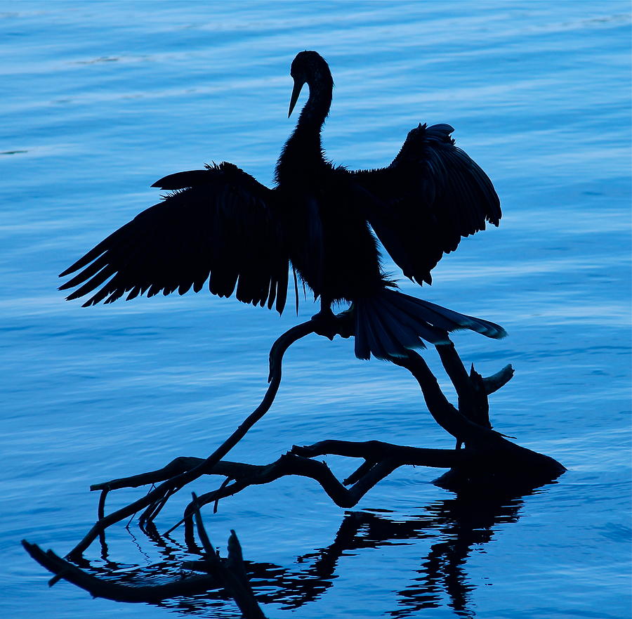 Anhinga Silhouette Photograph by Denise Mazzocco