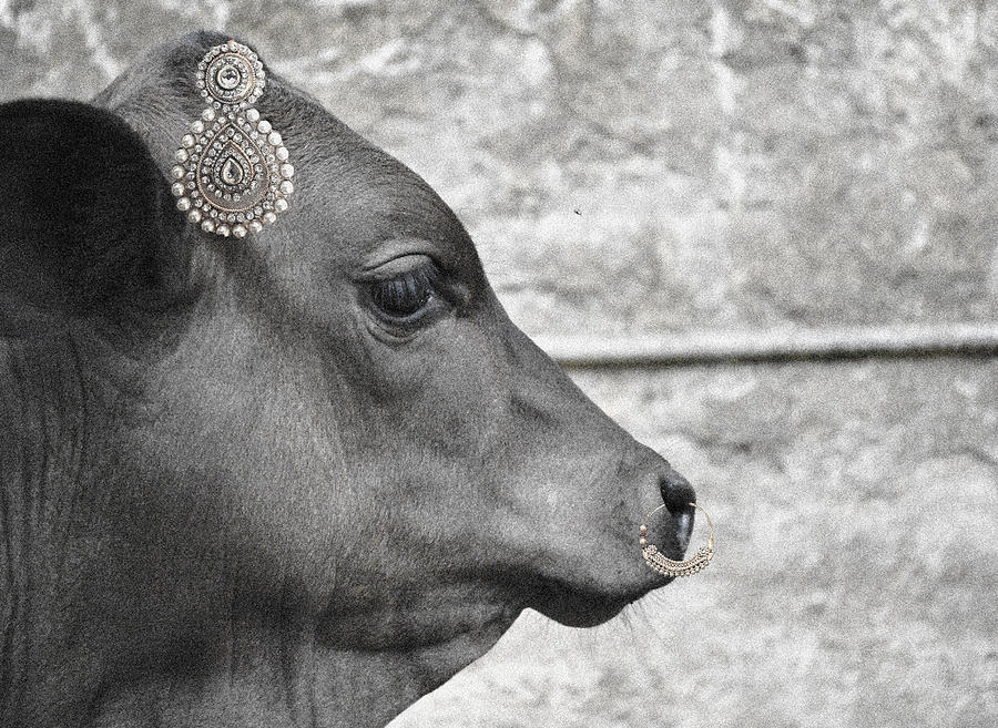 Cow Digital Art - Animal royalty 13 #1 by Sumit Mehndiratta