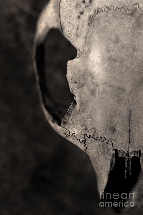 Animal skull #2 Photograph by Clayton Bastiani