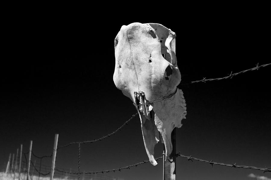 Animal Skull on Barbwire Fence #1 Photograph by Jim Corwin