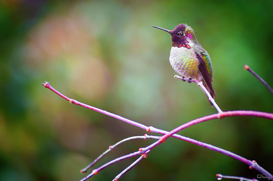 Anna Hummingbird perched on a branch #4 Photograph by Dee Browning