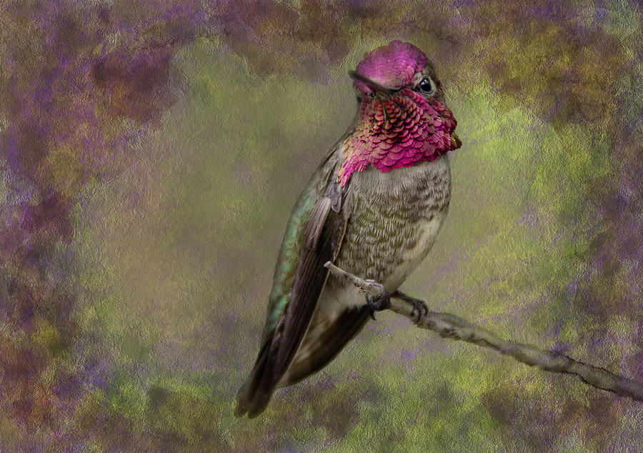 Annas Hummingbird #2 Photograph by Barbara Manis