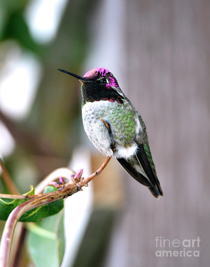 Annas Hummingbird #2 Photograph by Denise Bruchman