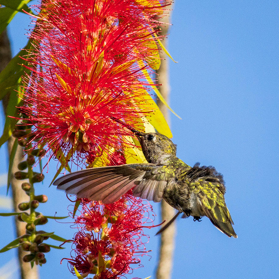 Annas Hummingbird feeding #1 Photograph by Shawn Jeffries