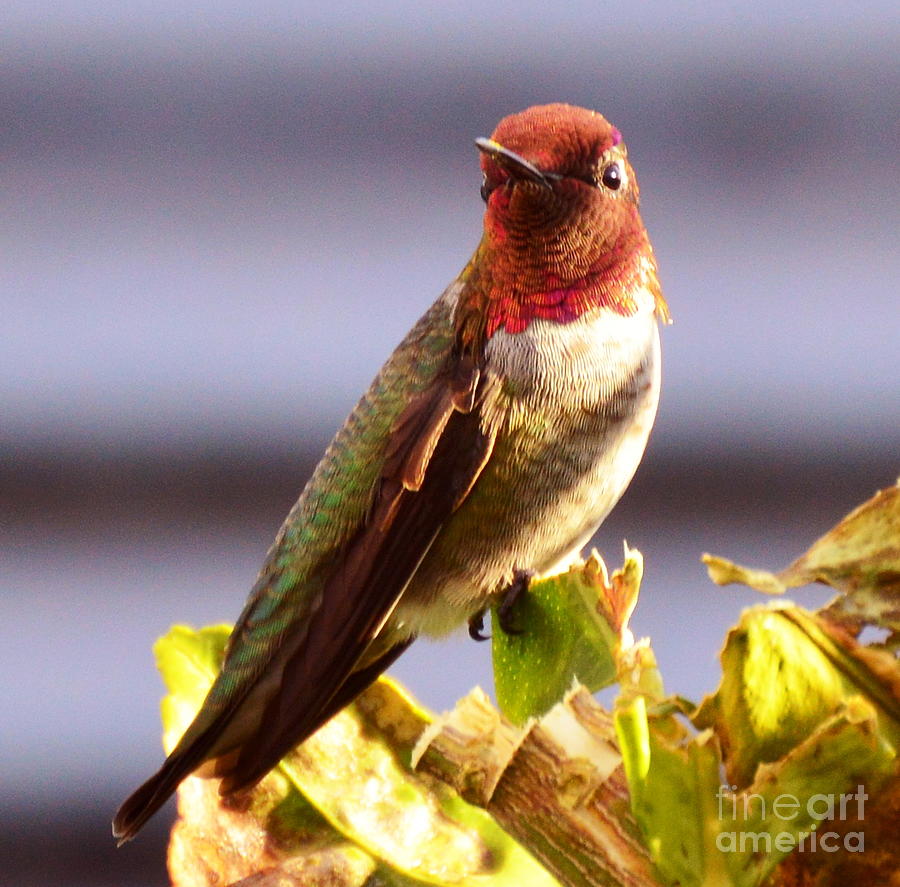 Annas Hummingbird #2 Photograph by Marilyn Smith