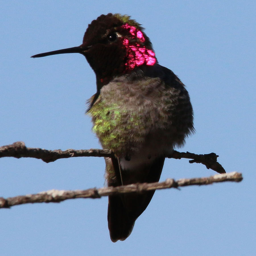 Annas Hummingbird #3 Photograph by Perry Hoffman
