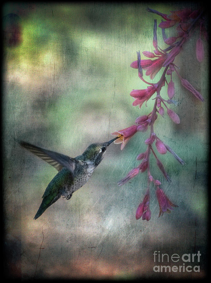 Annas Hummingbird #1 Photograph by Saija Lehtonen