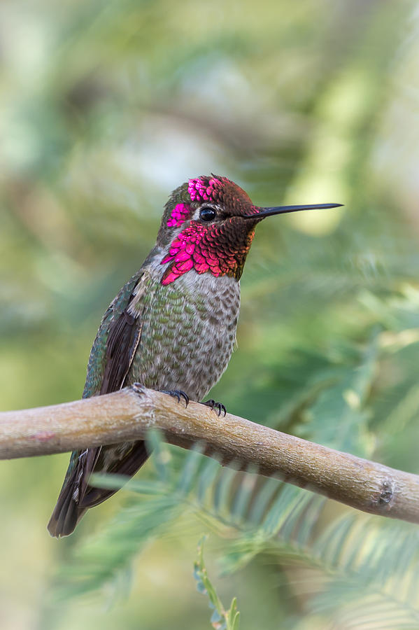 Anna's Hummingbird #1 Photograph by Tamera Wohlever - Fine Art America