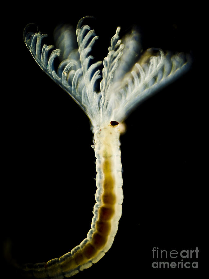 Annelid Worm Serpulidae Sp., Lm #1 Photograph by Rubén Duro/BioMEDIA ...