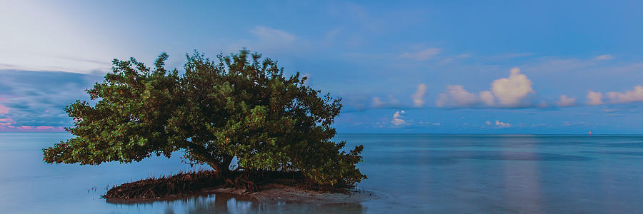 Annes Beach Mangrove #1 Photograph by Stefan Mazzola