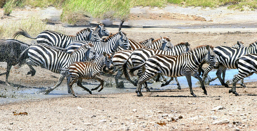 annual migration Tanzania Photograph by Gilad Flesch - Fine Art America