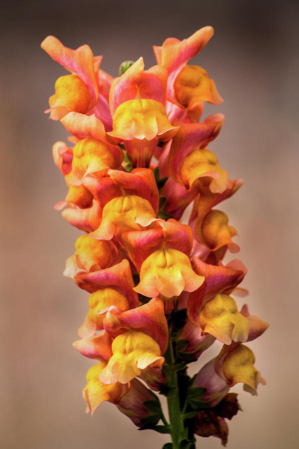 Another Snapdragon #1 Photograph by Don Johnson