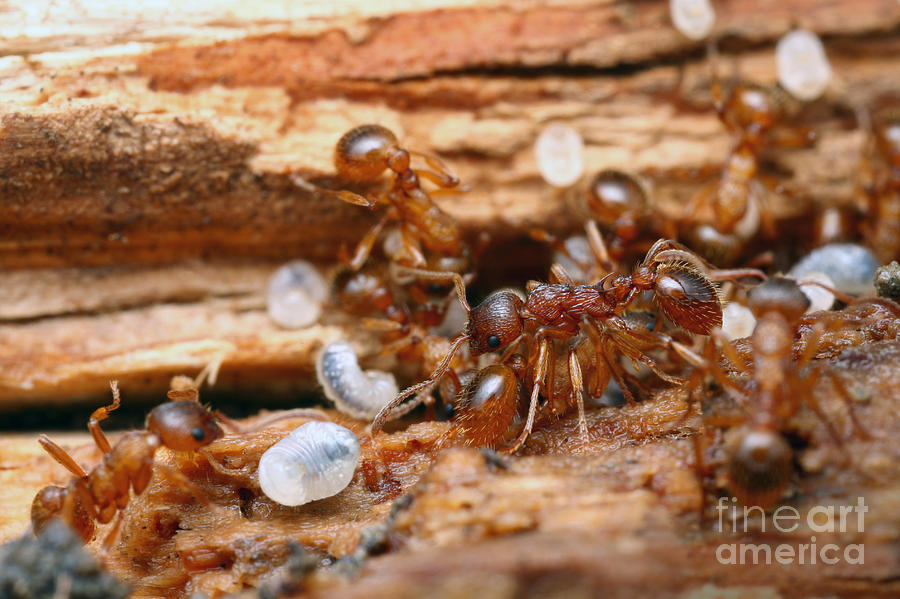 Ant Colony With Larvae #1 Photograph by Matthias Lenke