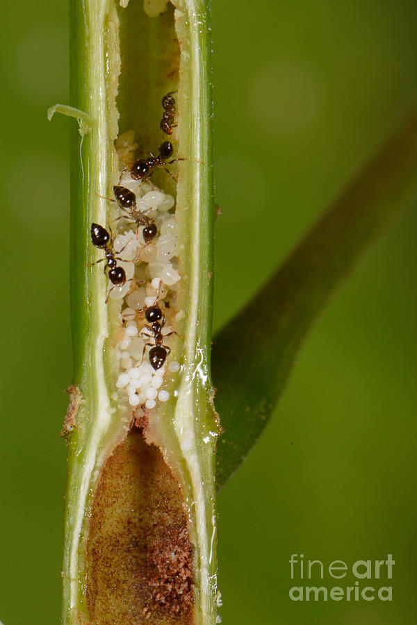 Ant Plant With Ants #3 Photograph by Francesco Tomasinelli
