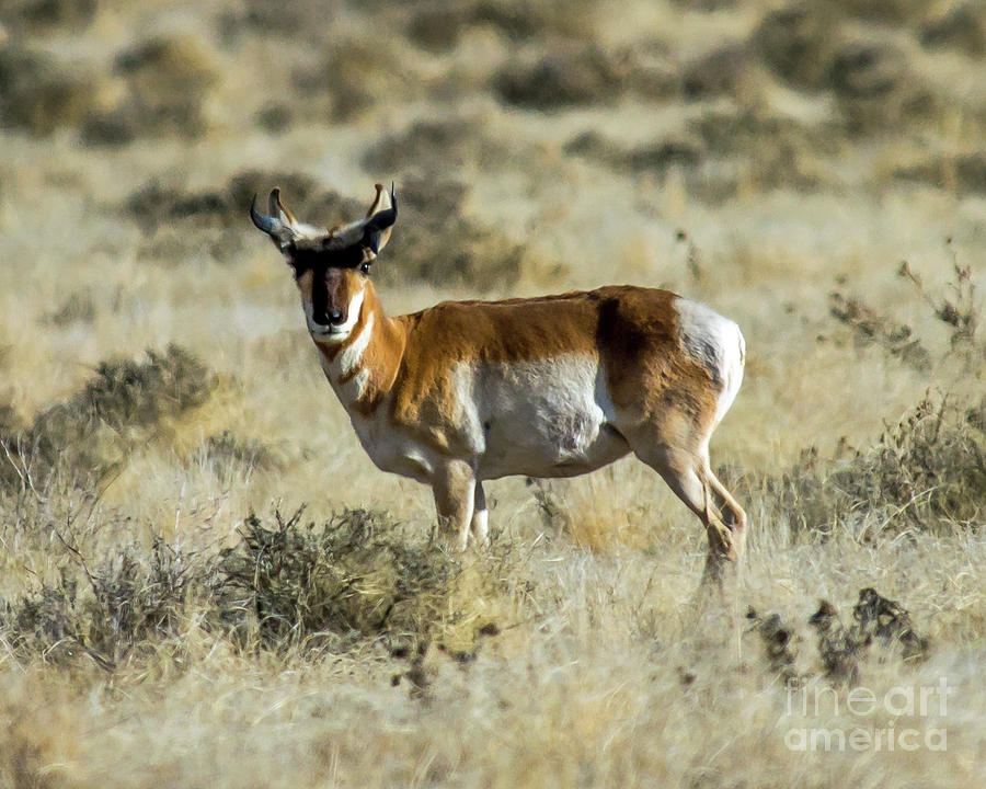 Antelope Photograph by Stephen Whalen