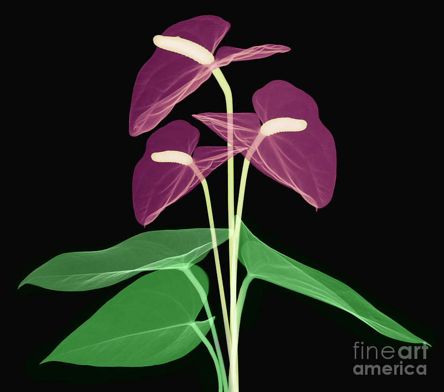 Anthurium Flowers, X-ray #1 Photograph by Ted Kinsman