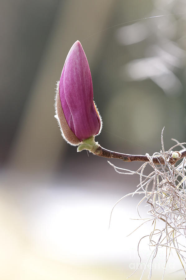 Spring Photograph - Anticipation #2 by Carol Groenen