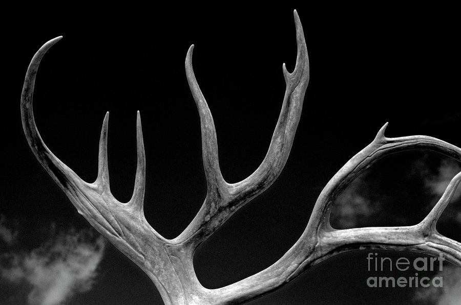 Antlers #1 Photograph by Jim Corwin