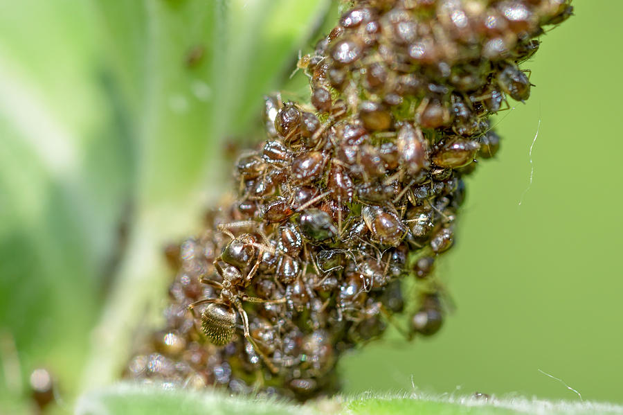 Ants and Aphids Photograph by Alain De Maximy - Fine Art America