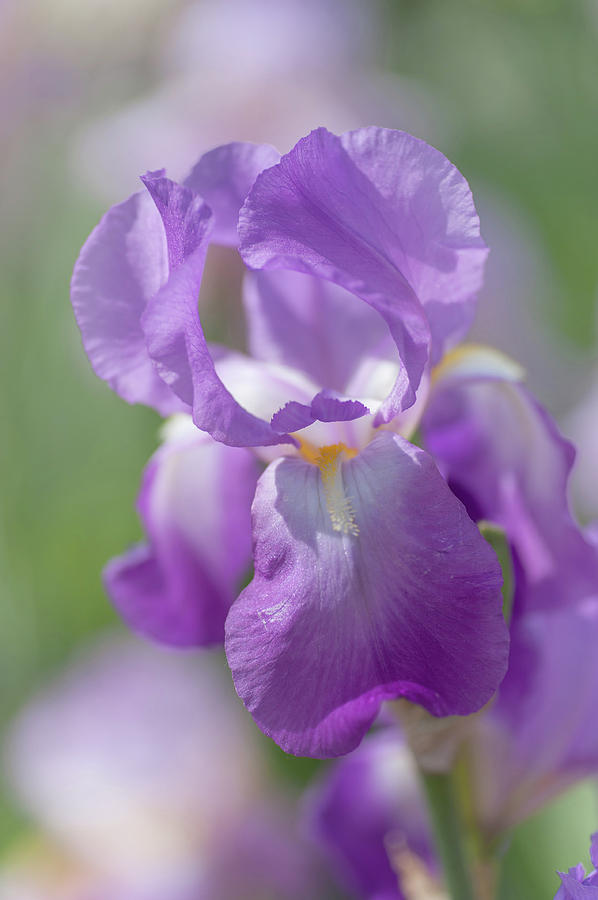 Aphrodite 1. The Beauty of Irises #1 Photograph by Jenny Rainbow