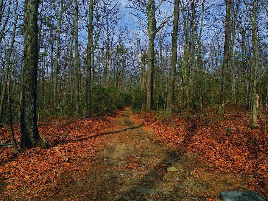 Appalachian Trail in Maryland #1 Photograph by Raymond Salani III