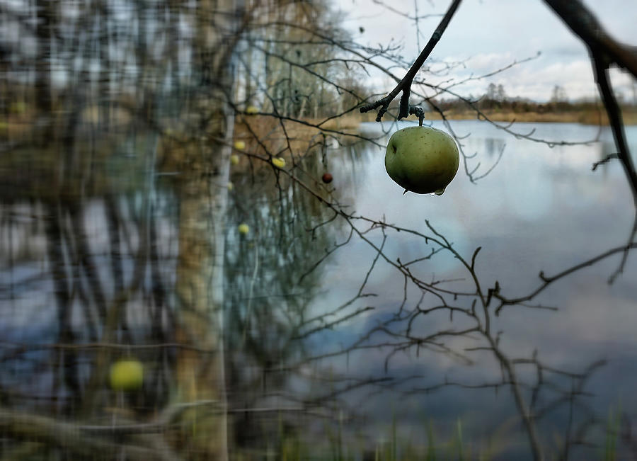 Wild Apple Tree By The Autumn Lake   Photograph by Aleksandrs Drozdovs