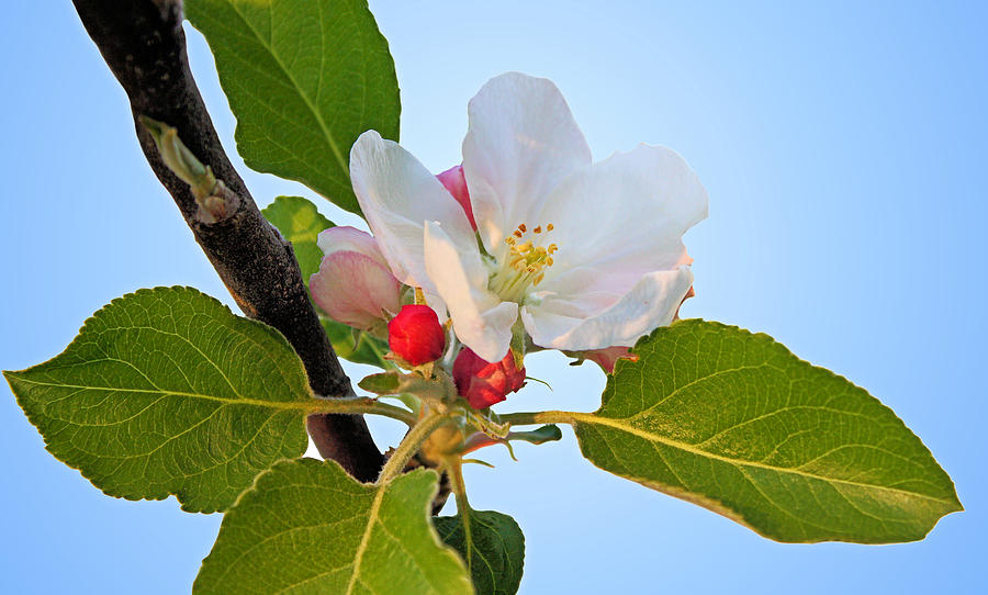 Apple Blossom #1 Photograph by Kristin Elmquist