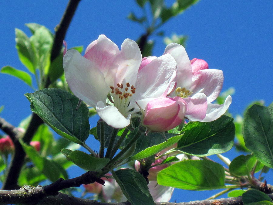 Apple Blossom Photograph #1 Photograph by Kimberly Walker