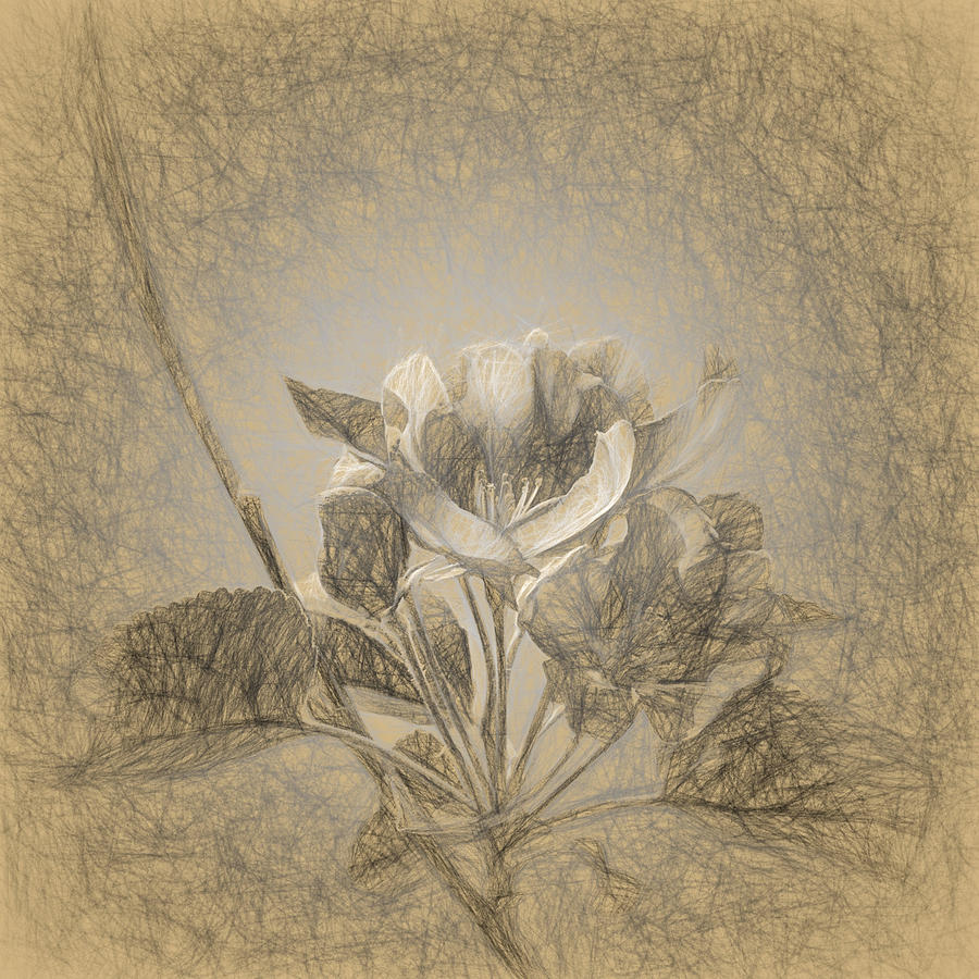 Apple Blossom Sketch #1 Photograph by Andrey Suchkov