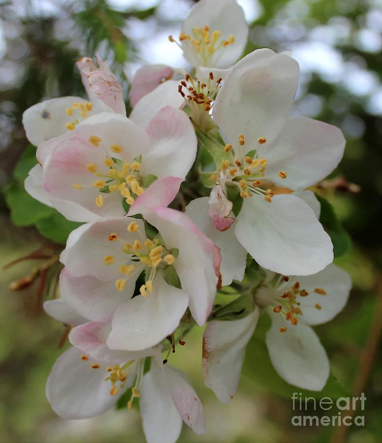 Apple Blossom Special 2 #2 Photograph by Barbara A Griffin