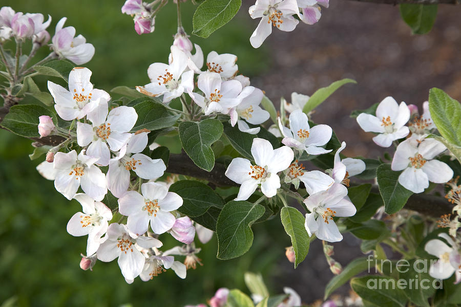 Apple Blossoms #1 Photograph by Inga Spence