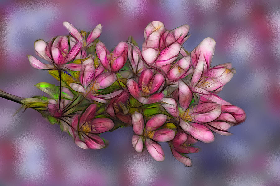 Flower Digital Art - Apple Blossoms #2 by Jean-Marc Lacombe