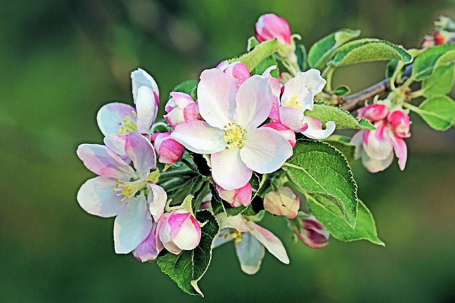 Apple Blossoms #1 Photograph by Kristin Elmquist