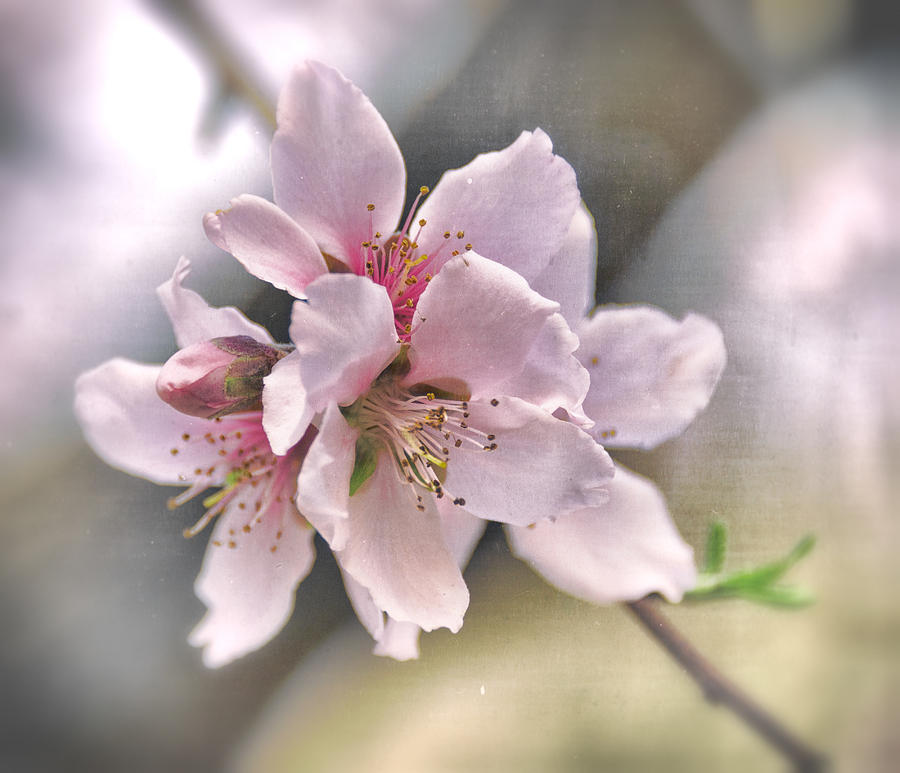 Apple Blossoms  #1 Photograph by Saija Lehtonen