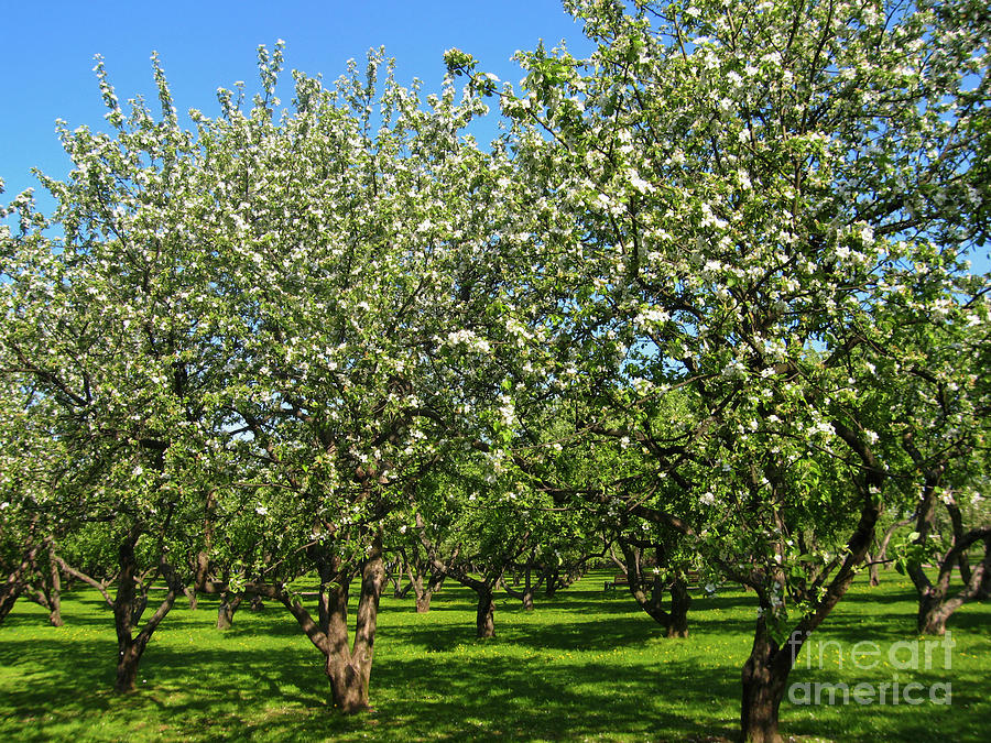 Apple garden in blossom #1 Photograph by Irina Afonskaya