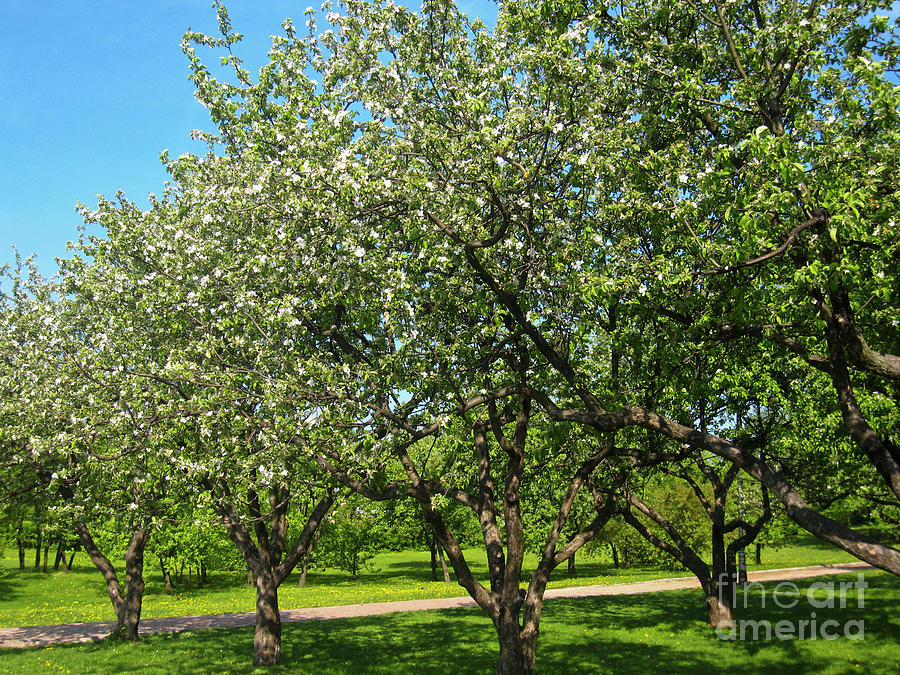 Apple garden #1 Photograph by Irina Afonskaya