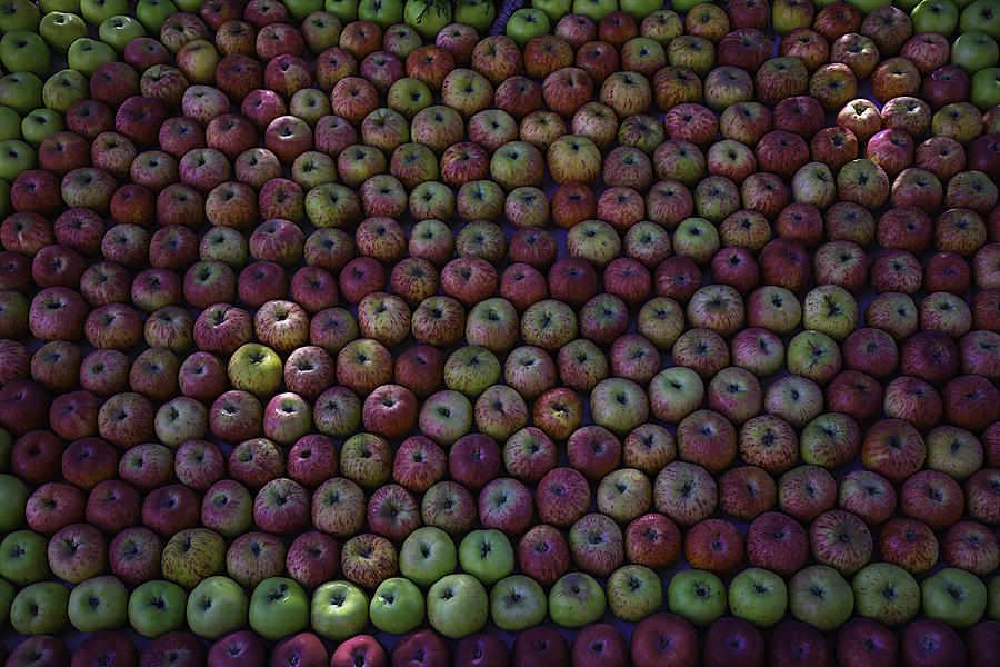 Apple Harvest #1 Photograph by Garry Gay